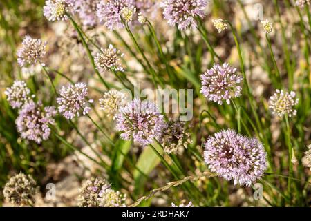 Natural close up food plant portrait of Allium Canadense, Canada onion, Canadian garlic, glowing in early summer sunshine Stock Photo