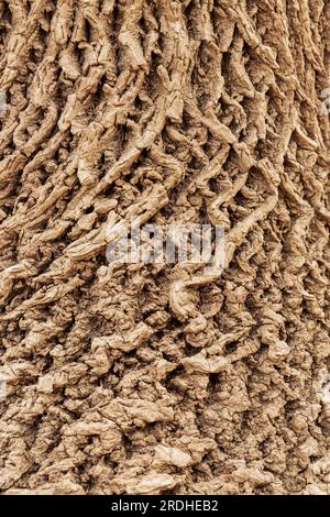 Highly undulating, abstract pattern of a tree's bark Stock Photo