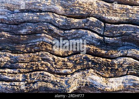 Highly furrowed wood grain of an old fallen tree Stock Photo