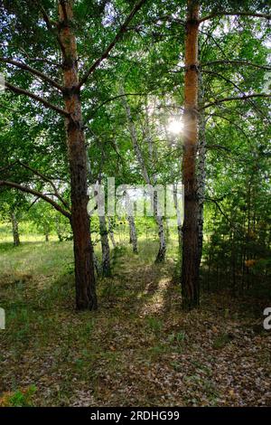 Spring in the pine and birch forest Stock Photo