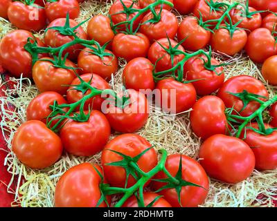 Bunches of ripe red small tomatoes laying in a fruit box ready for sale at farmers market. Stock Photo