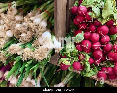 Bunches of fresh organic cultered white spring onion and red radish in wooden boxes for sale at farmers market. Stock Photo