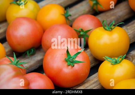 Collection of organic cultured yellow and red tomatoes in wooden box for sale at farmers market. Stock Photo