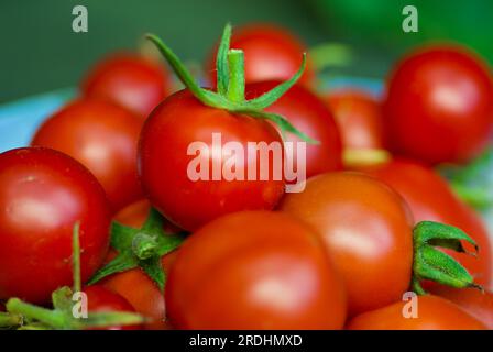 Heap of fresh organic cultured small red tomatoes. Stock Photo
