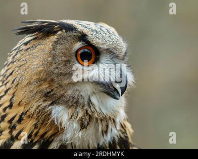A profile portrait of an eagle owl, highlighting its head feathers, orange eyes, and strong beak. Bubo bubo. Stock Photo