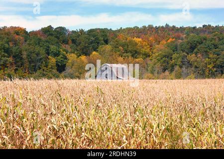 Tennessee cornfield is past its prime as Fall colors the mountainside.  Rustic wooden barn with sloping tin roof sits in background. Stock Photo