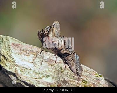 The Spectacle (Abrostola tripartita) a cryptic moth with distinctive pattern and tufts camouflaged on tree stump in Cumbria, England, UK Stock Photo