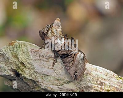 The Spectacle (Abrostola tripartita) a cryptic moth with distinctive pattern and tufts camouflaged on tree stump in Cumbria, England, UK Stock Photo