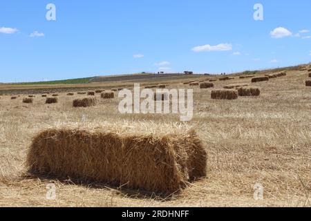 Hay bales on the field, harvest time Stock Photo