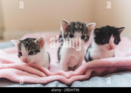 Domestic animals concept. Three young and adorable kittens on soft pink blanket placed indoors on grey bed. Medium closeup shot. High quality photo Stock Photo