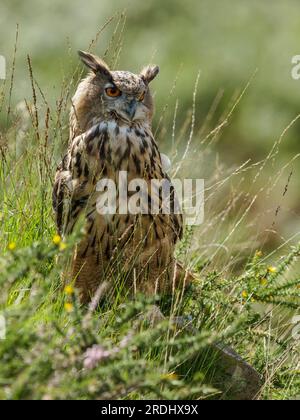 A female European eagle owl perched on the ground among the grasses, watching over the territory. Bubo bubo. Stock Photo