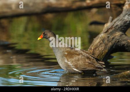 A closeup of a common moorhen, perched in the water between some logs in a lagoon. Gallinula chloropus. Stock Photo