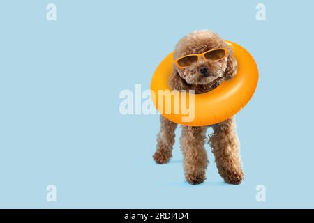 Cute Maltipoo dog with stylish sunglasses and swim ring on light blue background. Space for text Stock Photo