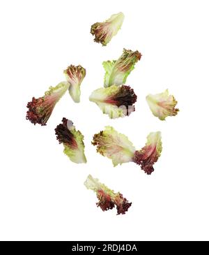 Many oakleaf lettuce leaves falling on white background Stock Photo