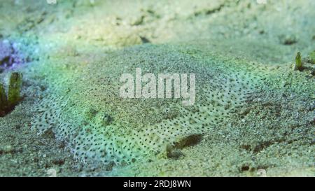 Flatfish is covered with sand on sandy bottom in bright sunny day in sunshine. Close-up of Leopard flounder (Bothus pantherinus) or Panther flounder Stock Photo