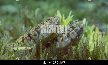 Close up portrait of pair of Slender Lizardfish or Gracile lizardfish (Saurida gracilis) lie on green seagrass meadow in evening with sunset in sun Stock Photo