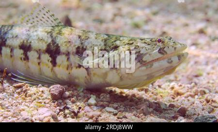 Portrait of Slender Lizardfish or Gracile lizardfish (Saurida gracilis) on sandy bottom on sunny day in sun glare, Red sea, Egypt Stock Photo