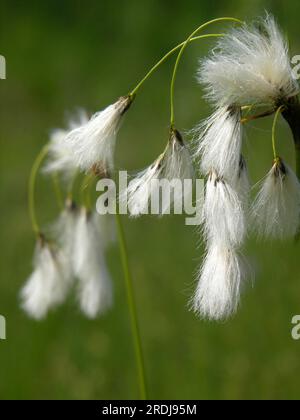 Broad leaved cotton grass (Eriophorum latifolium), Erlwiesfilz near Rott, Upper Bavaria 9.6.07 Stock Photo