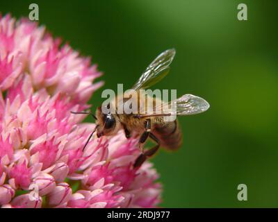 Fly sitting on buttercup flowers (Sedum spectabile) Stock Photo