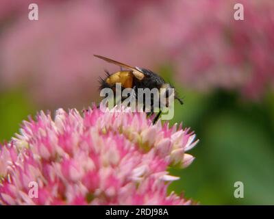 Fly sitting on buttercup flowers (Sedum spectabile) Stock Photo