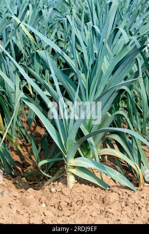 Leek (Allium porrum), leaves, plantation, field Leek, plantation, field Leek, field, food, foo..., leek var. Porrum, Germany Stock Photo