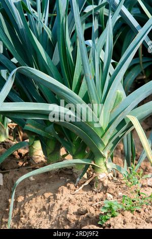 Leek (Allium porrum), leaves, plantation, field Leek, plantation, field Leek, field, food, foo..., leek var. Porrum, Germany Stock Photo