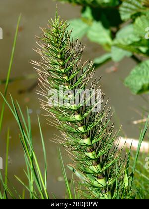 Horsetail, Field field horsetail (Equisetum arvense), Field Horsetail, Cat's-tail, Shank hay, Panther, Scouring weed Stock Photo