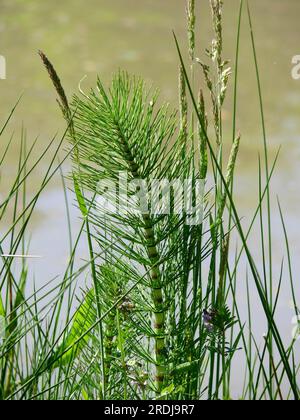 Horsetail, Field field horsetail (Equisetum arvense), Field Horsetail, Cat's-tail, Shank hay, Panther, Scouring weed Stock Photo