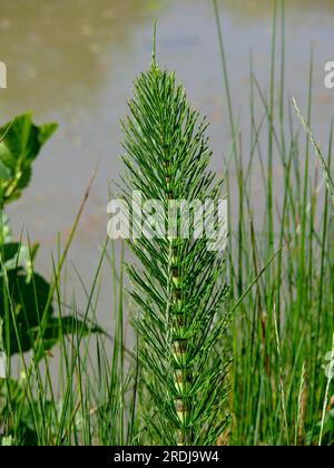 Horsetail, Field field horsetail (Equisetum arvense), Field Horsetail, Cat's-tail, Shank hay, Panther, Scouring weed Stock Photo