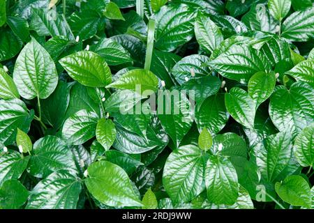 Nutmeg, plant, leaves Nutmeg, plant, leaves Nutmeg, s, seed, seeds, nut, nuts, spice, spices, herb, herbs, Myristica fragrans, Germany Stock Photo