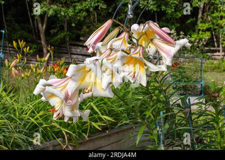 'Miss Peculiar' Skyscraper lily, Trädlilja (Lilium hybrid) Stock Photo