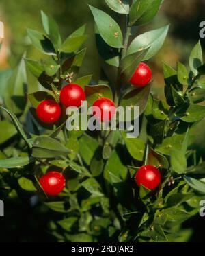 Butcher's broom (Ruscus aculeatus), butcher's broom, thorn myrtle, stinging myrtle Stock Photo