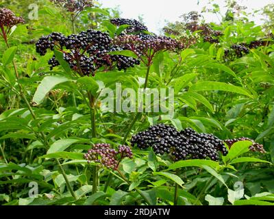 Dwarf (Sambucus ebulus) elderberry, Attich, Holderkraut, Laddich, Schindholder Stock Photo