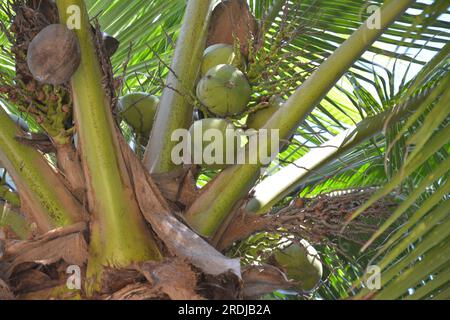 coconuts on the branch in the trees Stock Photo