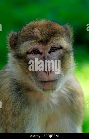 Barbary macaque (Macaca sylvanus), Netherlands, Adult, Female, portrait Barbary Ape, Netherlands Barbary Ape, female, Portrait, Ne Stock Photo