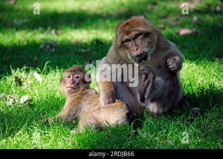 Barbary macaque (Macaca sylvanus), Netherlands, Adult with young, adult with baby, social behaviour, grooming, resting Barbary macaque, Netherlands Stock Photo
