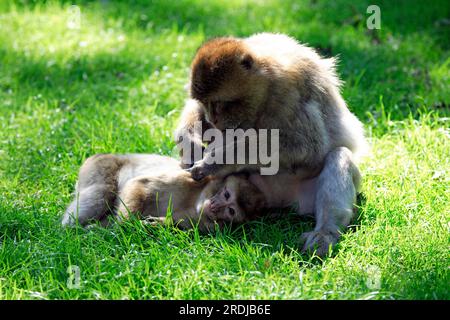 Barbary macaque (Macaca sylvanus), Netherlands, Adults, male, female, pair, social behaviour, grooming, resting Barbary macaque, Netherlands Barbary Stock Photo