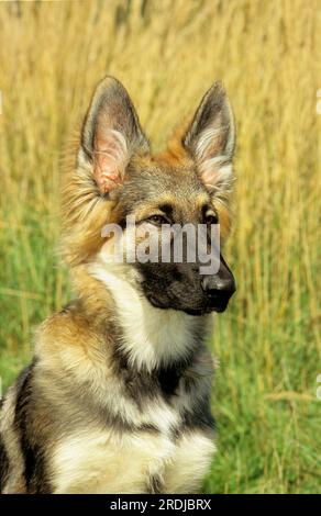 Old German Shepherd Husky Mix Stock Photo