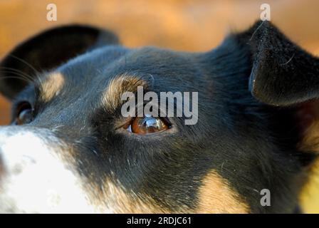 Jack Russell Terrier, male, tricolour, smooth-coated, portrait, close-up of an eye, FCI Standard No. 345, smooth-coated, portrait, close-up of an Stock Photo