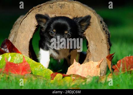 Young Chihuahua, 6 months old, male, long-coated tricolour, standing in a hollow log, FCI Standard No. 218, Chihuahua, 6 months old, long-coated Stock Photo