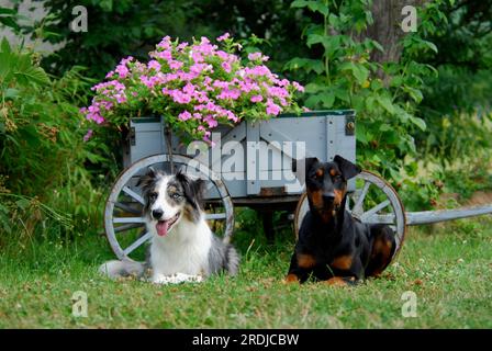 Border Collie and German Pinscher, lying side by side in front of an old cart, FCI Standard No. 297 and FCI, Standard No. 184, Border Collie and Stock Photo