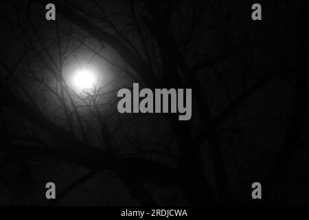 A bright full moon shines through the trees on a chilly spring night. Stock Photo