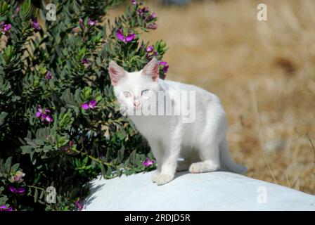 Young domestic kitten, White with different coloured eyes, standing on a wall, Tinos Island, Cyclades, Greece, kitten, Odd-eyed White, standing on a Stock Photo