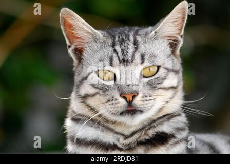 Domestic cat, Silver Tabby, portrait, Tinos Island, Cyclades, Greece, cat, Silver Tabby, portrait, Cyclades, Greece, Non-pedigree wildcat (felis Stock Photo