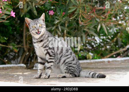 Domestic cat, Silver Tabby, meows, Tinos Island, Cyclades, Greece, cat, Silver Tabby, miaows, Cyclades, Greece, Non-pedigree wildcat (felis Stock Photo