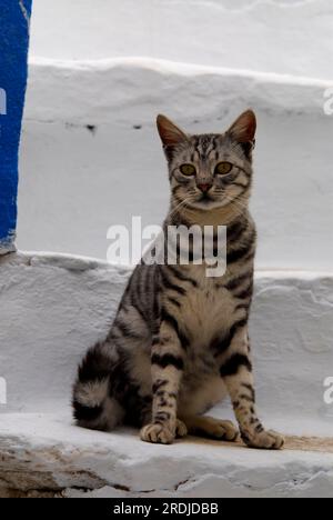 Domestic cat, Silver Tabby, sitting on a white step, Tinos Island, Cyclades, Greece, cat, Silver Tabby, sitting on a white step, Cyclades, Greece Stock Photo