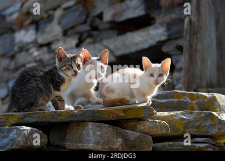 Three young domestic kittens, different colours, sitting side by side on a rocky wall, Tinos Island, Cyclades, Greece, Non-pedigree wildcat (felis Stock Photo
