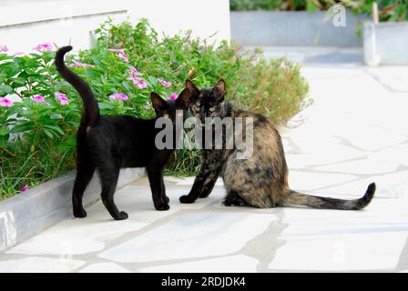 Young domestic kitten, Black, next to its mother, Tortie, Tinos Island, Cyclades, Greece, kitten and mother, Black and Tortie, side by side Stock Photo