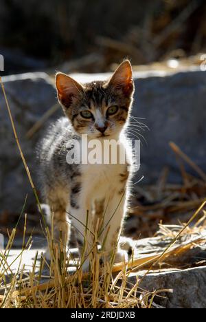 Young domestic kitten, tabby and white, standing on a rock, Tinos Island, Cyclades, Greece, kitten, tabby and white, standing on a rocky step Stock Photo