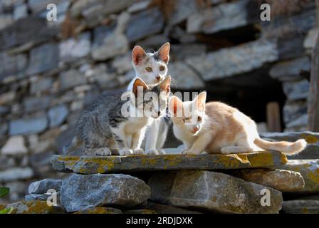 Three young domestic kittens, different colours, sitting side by side on a rocky wall, Tinos Island, Cyclades, Greece, Non-pedigree wildcat (felis Stock Photo